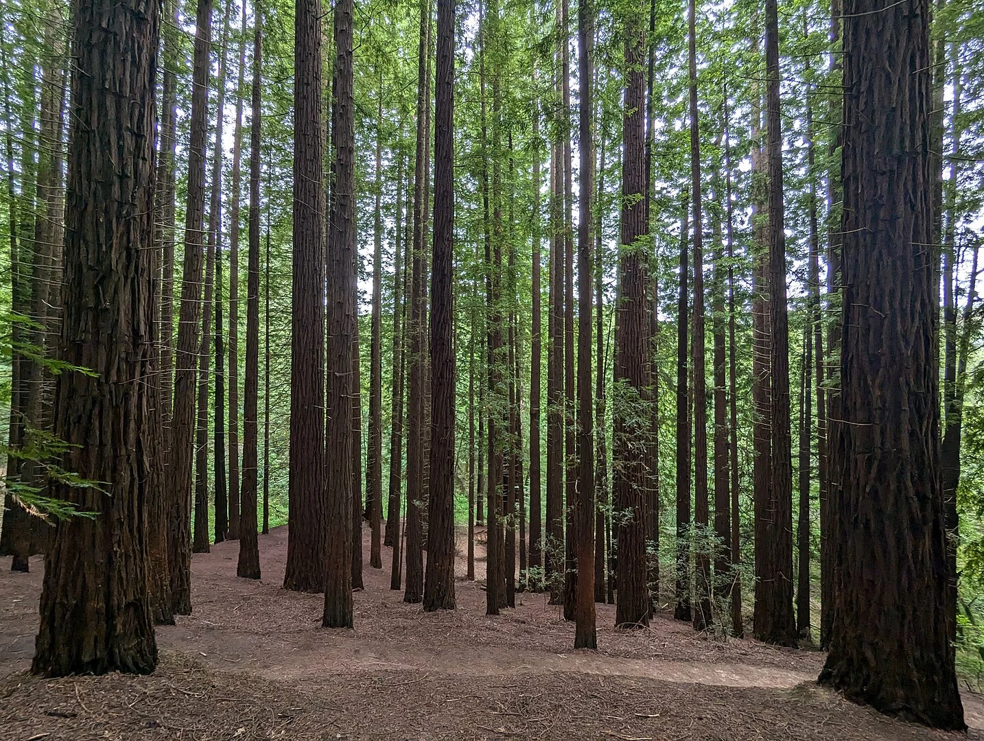 ¿Cansado de la playa? Descubre el bosque de secuoyas gigantes que te hará sentir en California sin salir de Cantabria