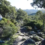 España tiene un bosque que sangra: Conoce el misterio rojo de los alcornoques gaditanos