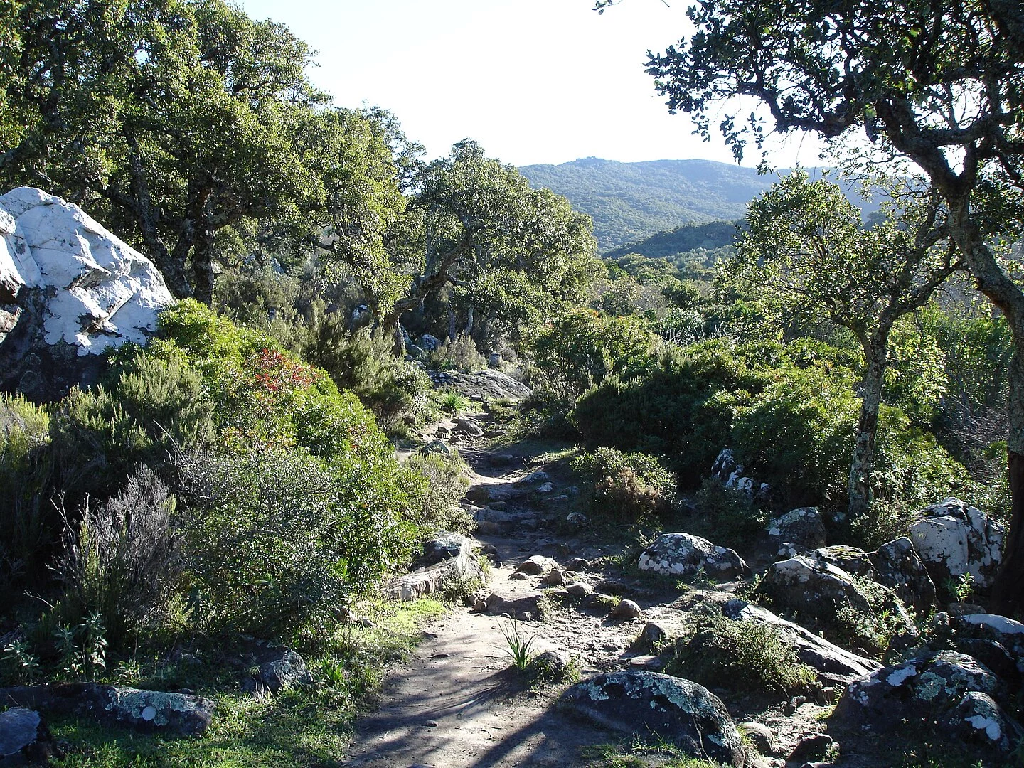 España tiene un bosque que sangra: Conoce el misterio rojo de los alcornoques gaditanos
