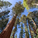 Hay un ‘bosque de secuoyas’ en Cantabria y puedes visitarlo gratis: un pedazo de California en el norte de España