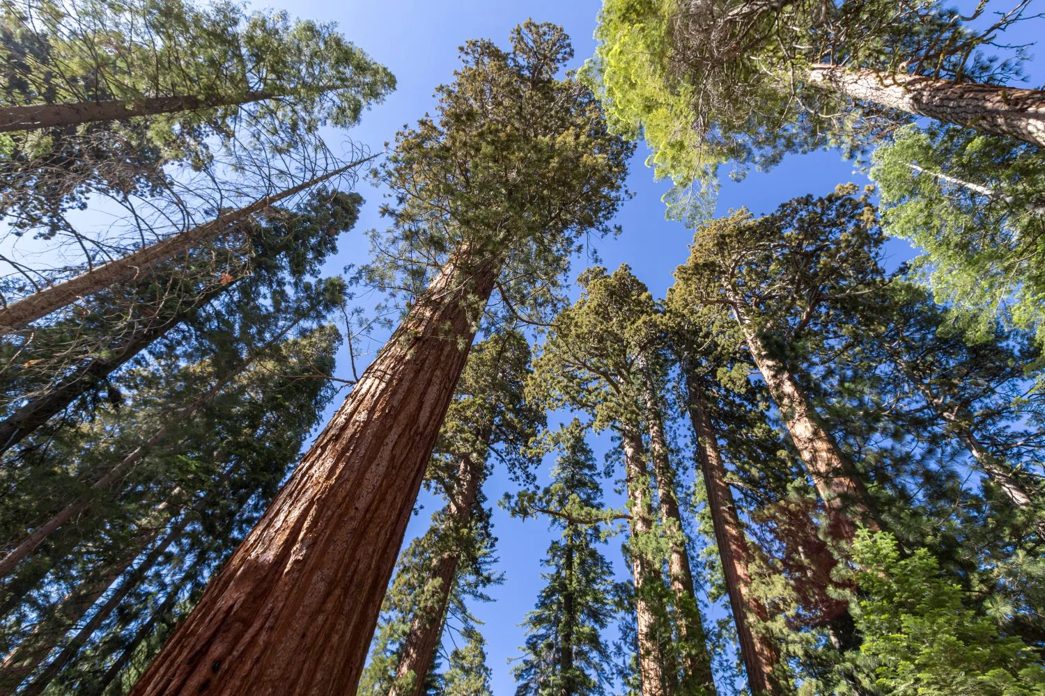Hay un 'bosque de secuoyas' en Cantabria y puedes visitarlo gratis: un pedazo de California en el norte de España