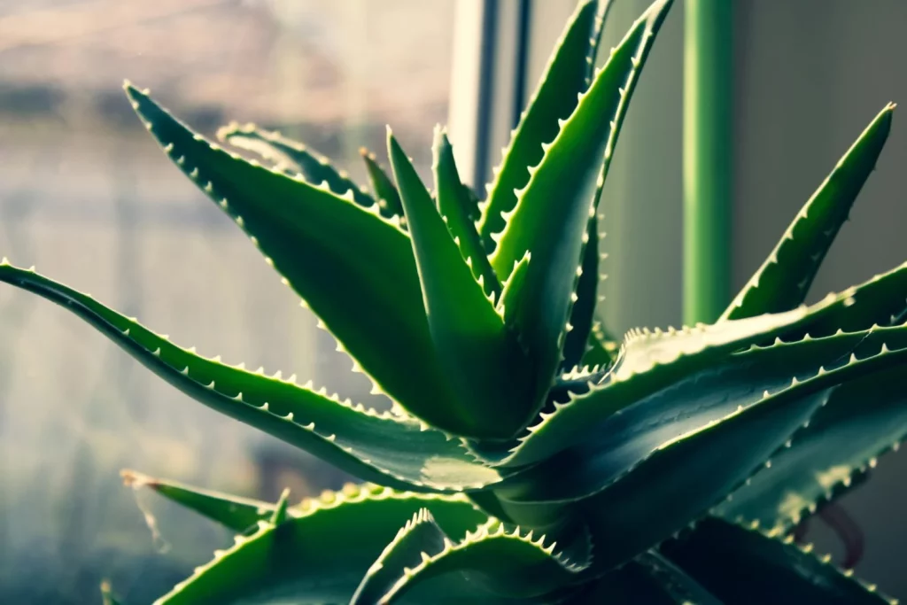 Este elixir casero tiene la clave para que tu piel no sufra con el calor del verano 1 Moncloa Receta del elixir casero apra revivir la piel