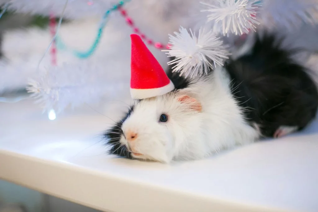 España guarda estos 5 secretos que casi nadie conoce y te van a flipar 5 Moncloa En España la Navidad se celebra lanzando ratas