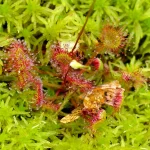 La planta que se mueve sola en los Pirineos: no es ciencia ficción