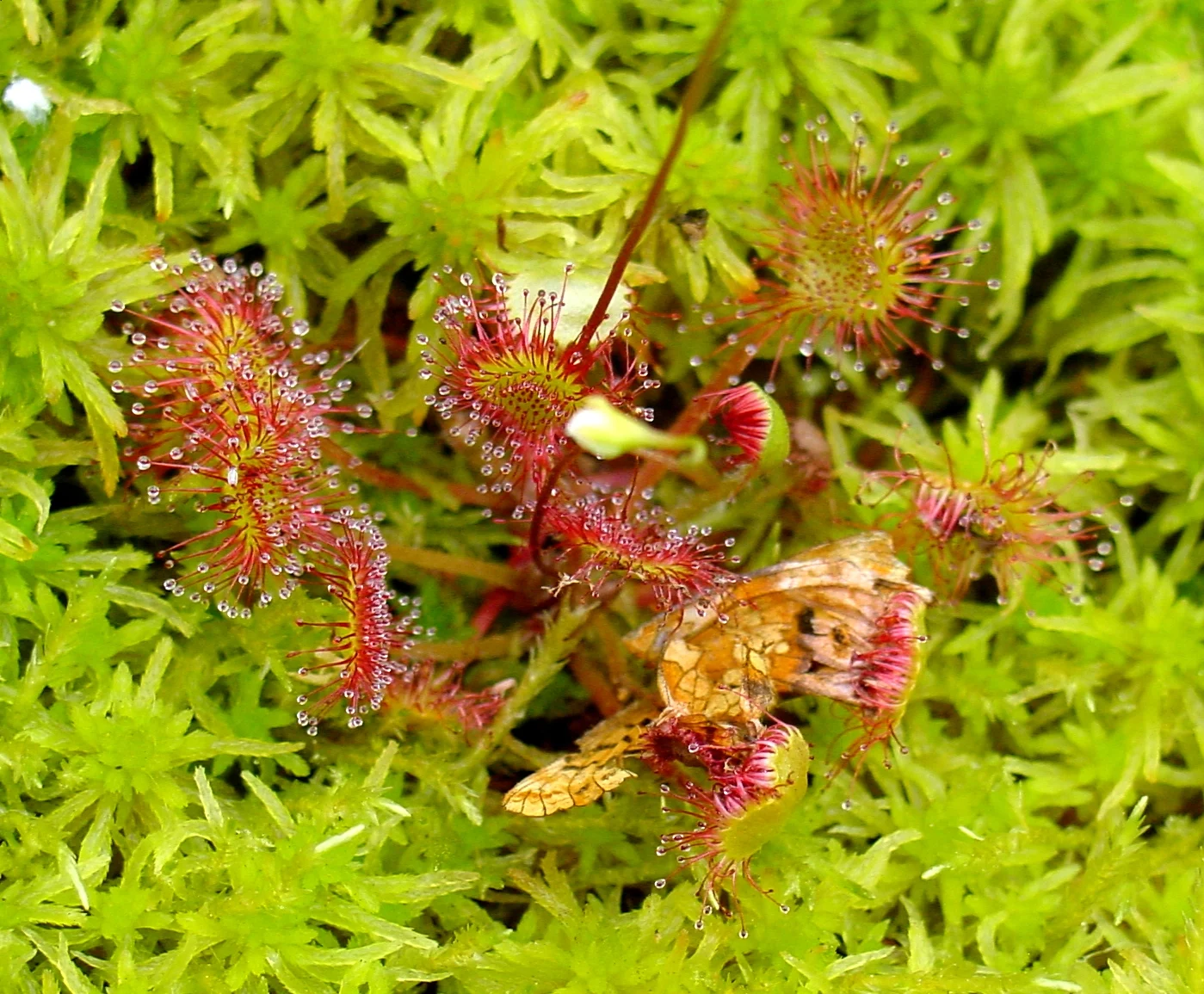 La planta que se mueve sola en los Pirineos: no es ciencia ficción