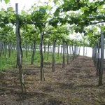 La Ruta del Txakoli: 5 Bodegas donde el Vino Fresco del País Vasco se Convierte en una Experiencia Única