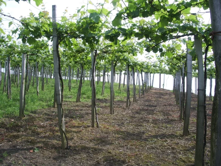La Ruta del Txakoli: 5 Bodegas donde el Vino Fresco del País Vasco se Convierte en una Experiencia Única