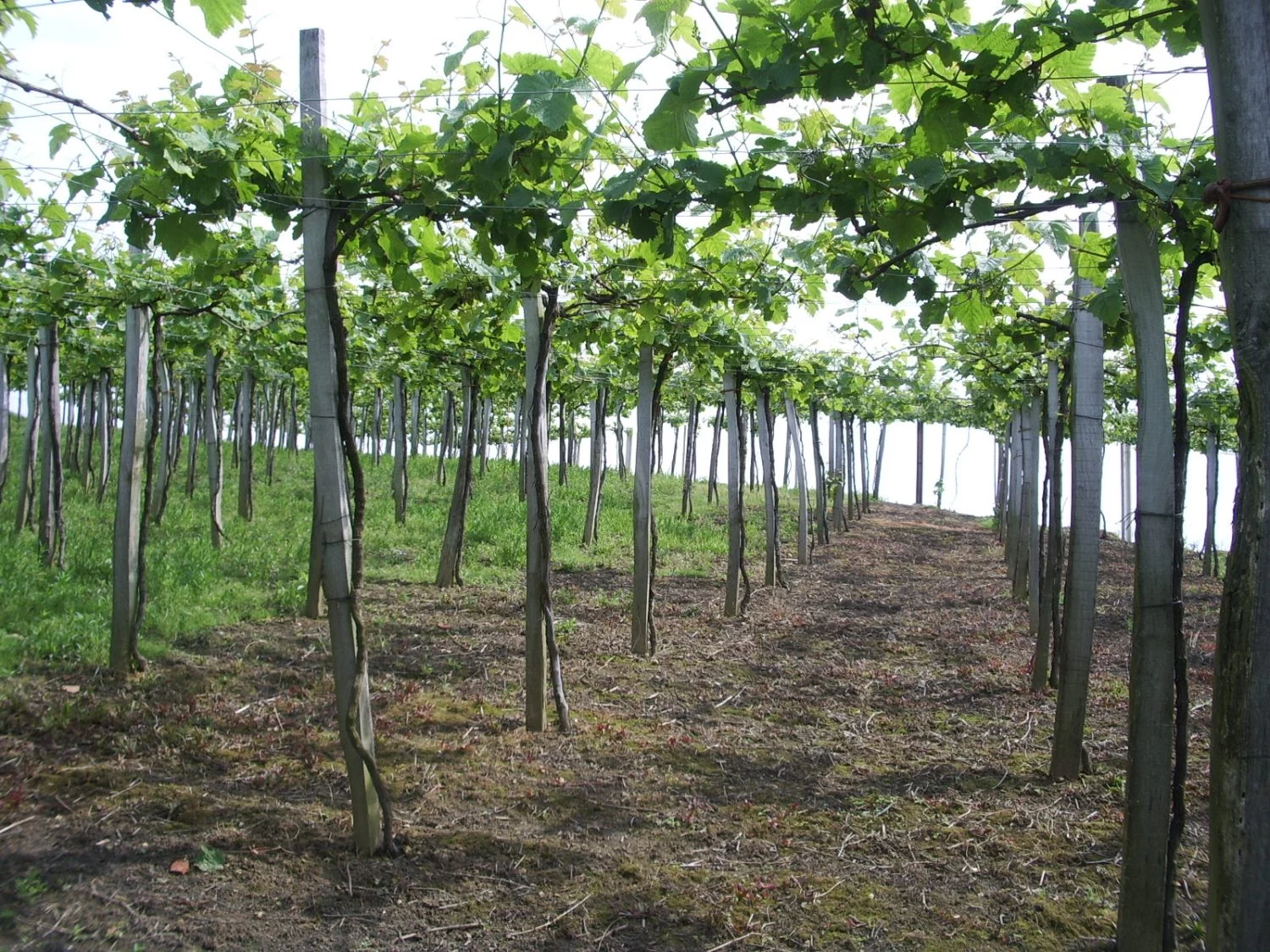 La Ruta del Txakoli: 5 Bodegas donde el Vino Fresco del País Vasco se Convierte en una Experiencia Única