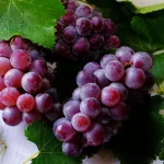 La fruta de temporada que es antioxidante, reduce el colesterol y ha sido catalogada como “superalimento” por expertos