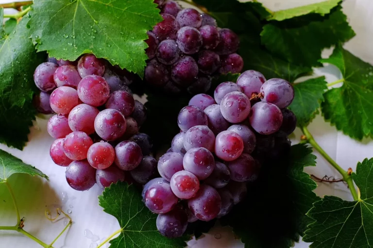La fruta de temporada que es antioxidante, reduce el colesterol y ha sido catalogada como “superalimento” por expertos