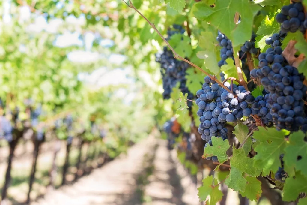 Juan Flores, enólogo (51): "En este pueblo de La Rioja te emborrachas solo con el aire a vino, y solo sucede en septiembre" 1 Moncloa Este fenómeno único en La Rioja transforma un pueblo entero en una experiencia sensorial inolvidable.