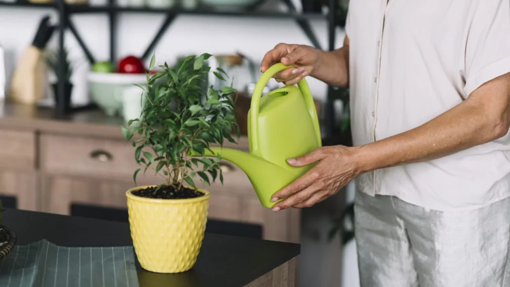 primer plano de mujer senior regando la planta en maceta en el mostrador de la cocina Moncloa