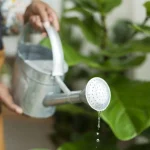 ¿Cómo debo dejar las plantas al irme de vacaciones para que me las encuentre bien?