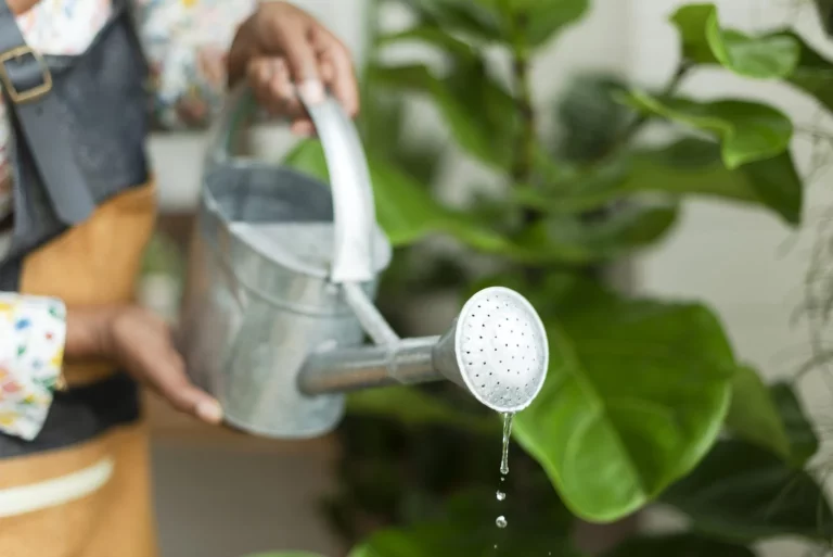 ¿Cómo debo dejar las plantas al irme de vacaciones para que me las encuentre bien?