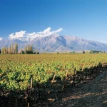 Olvídate de la Toscana: la ‘Ruta del Vino Secreta’ de Zamora donde bodegas subterráneas del siglo XV abren solo durante la vendimia de otoño.