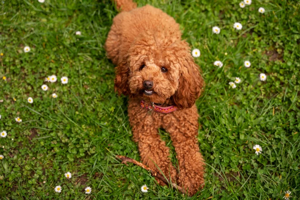 Razas de perros que no sueltan pelo: las mejores opciones para alérgicos 2 Moncloa Si buscas un compañero de aventuras, estas razas de perros combinan un bajo desprendimiento de pelo con vitalidad. Fuente: Freepik