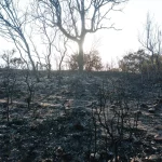 La Comunidad de Madrid lanza un Plan forestal que busca blindar los bosques contra el fuego