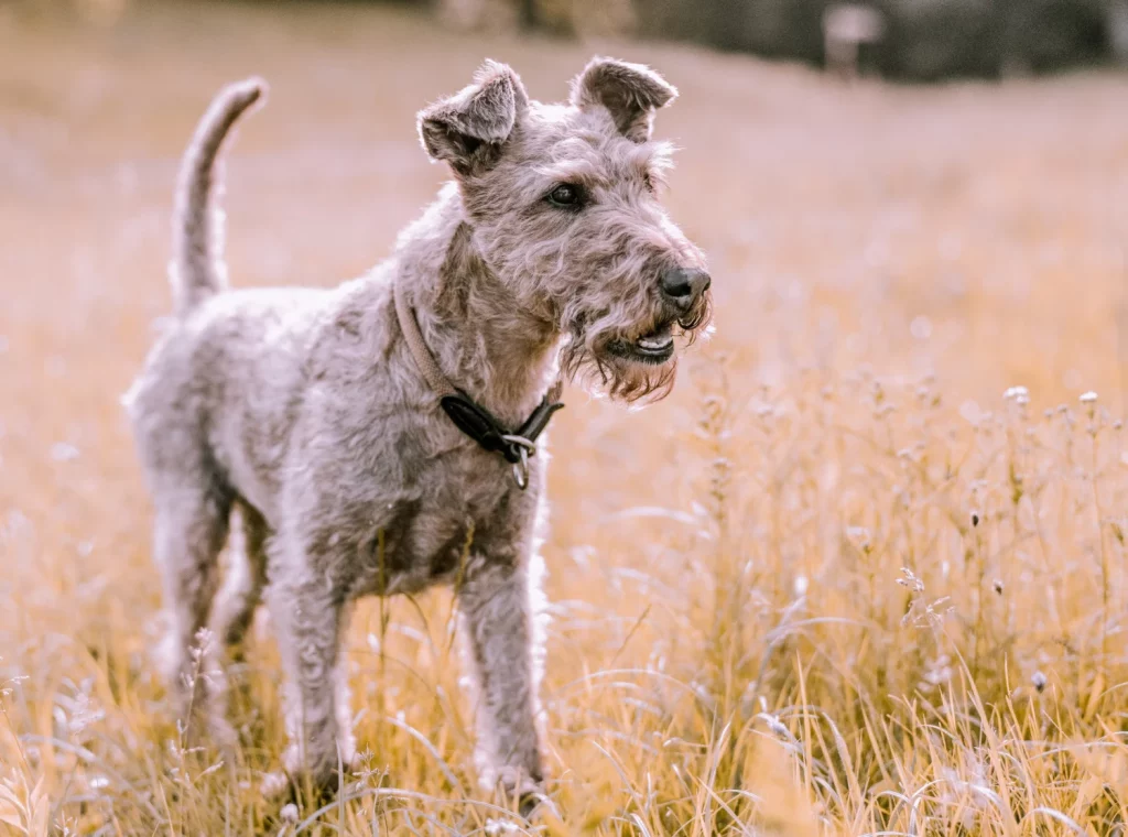 Razas de perros que no sueltan pelo: las mejores opciones para alérgicos 3 Moncloa Existen joyas ocultas en el mundo de los perros que también son una bendición para los alérgicos. Fuente: Freepik