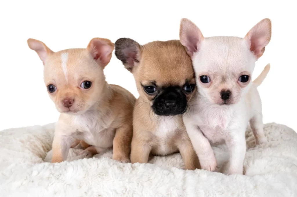 Razas de perros que no sueltan pelo: las mejores opciones para alérgicos 1 Moncloa El tamaño no importa cuando hablamos de cariño, y estos perros son la prueba viviente en formato compacto. Fuente: Freepik