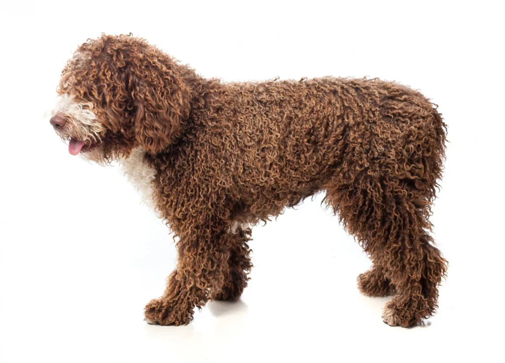 Razas de perros que no sueltan pelo: las mejores opciones para alérgicos 4 Moncloa Elegir uno de estos perros es solo el principio; su cuidado es esencial para una convivencia feliz y sin alergias. Fuente: Freepik